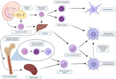 Tumor-associated macrophages: Prognostic and therapeutic targets for cancer in humans and dogs